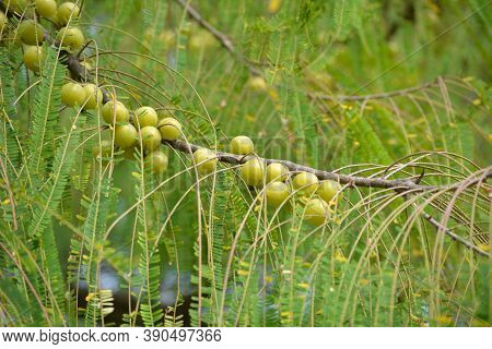 Indian Gooseberry Or Amla Fruit On Tree