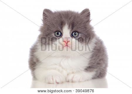 Chaton angora magnifique avec des cheveux gris et doux isolé sur fond blanc