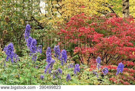Purple Flowers Of Aconitum Napellus Newry Blue In An Autumn Garden.