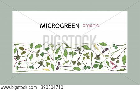 Vector Graphic Frames And Templates With Microgreens. Herbs - Peas, Sunflowers, Onions, Corn, Basil,