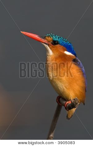 Malachite Kingfisher On Twig