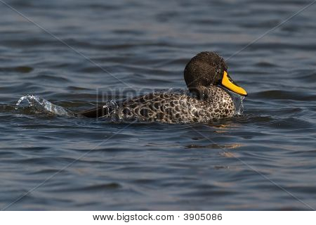 Yellow Billed Duck