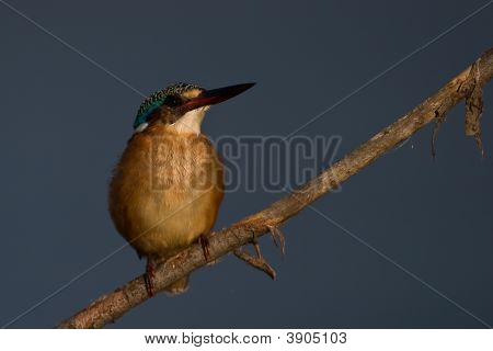 Malachite Kingfisher On Twig