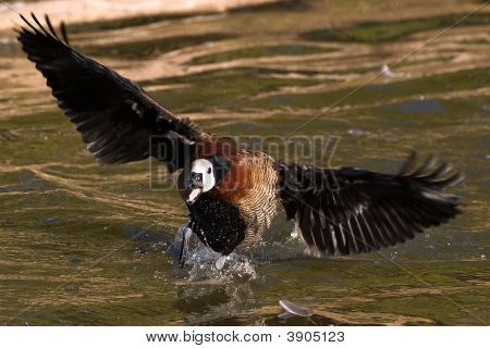 White Faced Duck