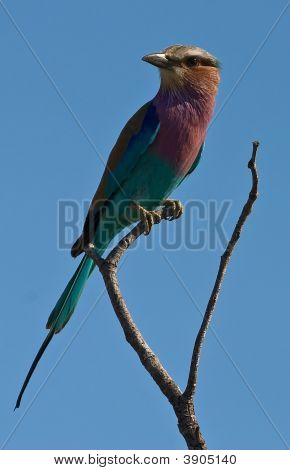 Lilac-Breasted Roller