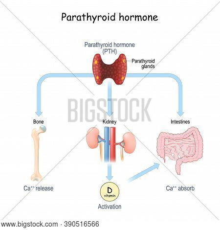 Parathyroid Hormone And Calcium Metabolism. Parathormone Or Parathyrin (pth) That Regulates Serum Ca