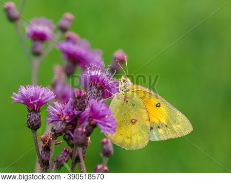 A Yellow Sulpher Butterfly Pollinating A Purple Wildflower With A Green Background In Nature On A La