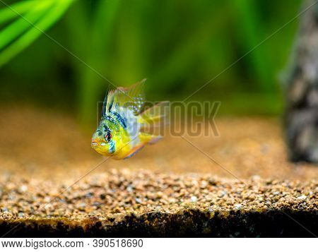 Blue Balloon Ram (microgeophagus Ramirezi) In A Fish Tank With Blurred Background