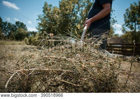 Middle-aged Farmer Making A Haystack With A Pitchfork For The Winter On A Sunny Day In Autumn. Agric