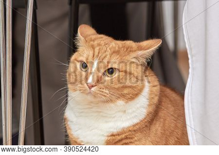 Portrait Of A Red-and-white Cat With Smooth Hair, Obese