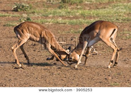 Impala Rams Fighting