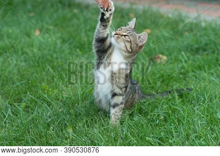 Fluffy Kitten Or Outbred Cat Sit On Green Grass Play With Human Hand, Cat.