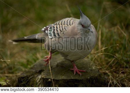 The Crested Pigeon (ocyphaps Lophotes) In Zoo.