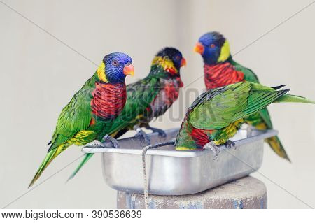 Group Flock Of Many Few Lorikeet Parrots Feeding From Bowl In Zoo. Beautiful Wild Tropical Animals B