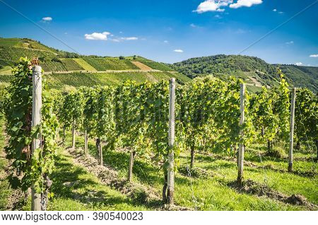 Vineyard On Moselle In Traben Trabach In Germany