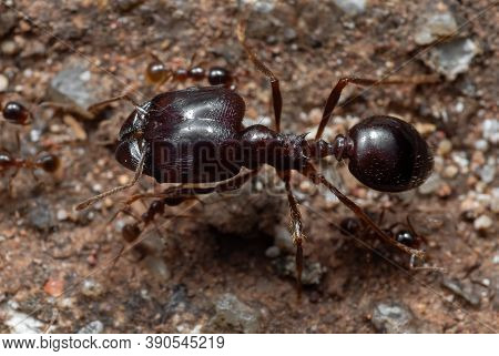 Macro Photography Of Soldier Big Headed Ant With Group Of Worker Ants