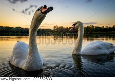 Mute Swans (cygnus Olor) In Lake Gebart (gébárti-tó) At Sunset In Zalaegerszeg, Hungary