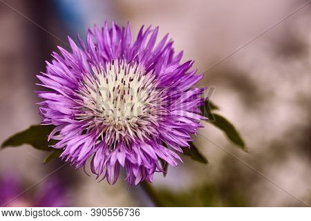 Thistle Flower With Insects On It.one Close-up Of A Field Of Purple Milk Thistle Close-up On A Bokeh