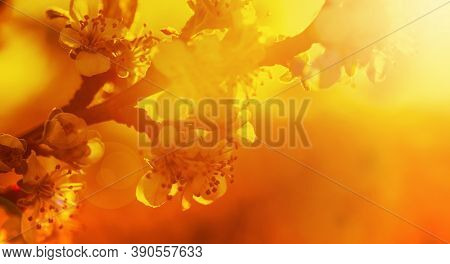 Abstract Background In Orange And Yellow Colors. Spring Background. Saturated Orange Yellow. Floweri
