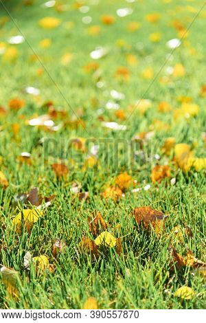 Colorful Fallen Autumn Leaves On Green Grass Field Or Lawn. Season, Nature, Autumn Card, Thanksgivin