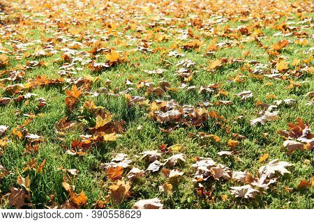 Colorful Fallen Autumn Leaves On Green Grass Field Or Lawn. Season, Nature, Autumn Card, Thanksgivin
