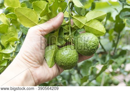 Fresh Bergamots And Leaves On Tree With Water Drops On Them Fruity,   With Herbaceous Bergamia Aroma