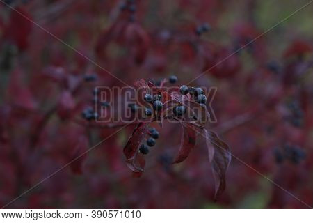Cornus Sanguinea. Bush In Autumn With Berries