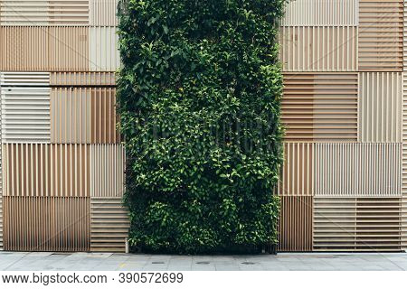 Vertical Garden And Natural Brown Wooden Background