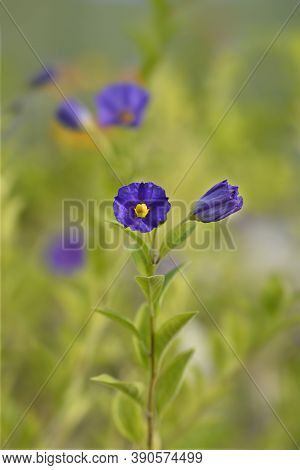Blue Potato Bush Flowers - Latin Name - Lycianthes Rantonnetii (solanum Rantonetti)