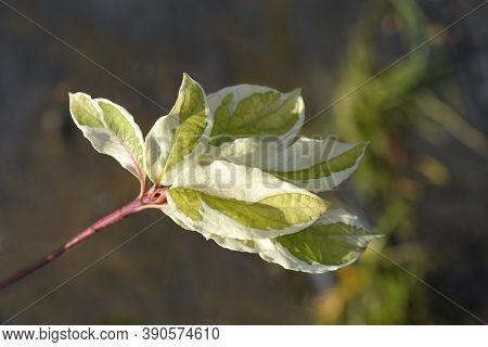 Wedding Cake Tree Leaves - Latin Name - Cornus Controversa Variegata