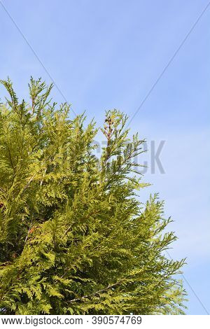 Western Red Cedar Martin - Latin Name - Thuja Plicata Martin