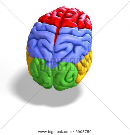 Cervello colorato