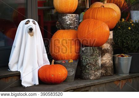 The Dog Sits Like A Ghost On The Steps With Pumpkins Jack, Scary And Creepy. Halloween Ghost