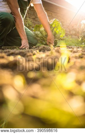 Senior gardener gardening in his permaculture garden - harvesting carrots