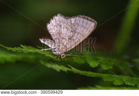 Dingy Shell (euchoeca Nebulata)