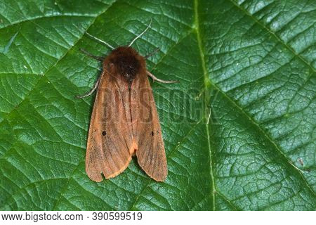 Ruby Tiger (phragmatobia Fuliginosa)