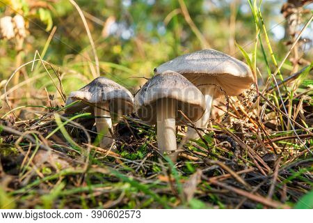 Three Wild Mushrooms In The Forest In A Clearing Between Pine Needles Close Up