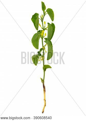 Birthwort Plant With Root Isolated On White Background. Aristolochia Clematitis