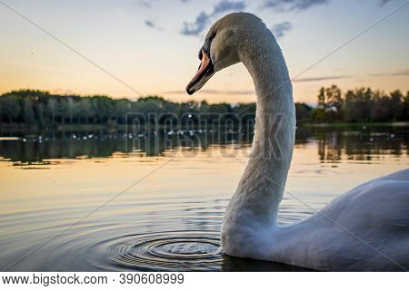 Mute Swan (cygnus Olor) In Lake Gebart (gébárti-tó) At Sunset In Zalaegerszeg, Hungary