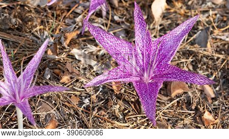 Wild Flowers, Medicinal Plants, Various Crocus Photos