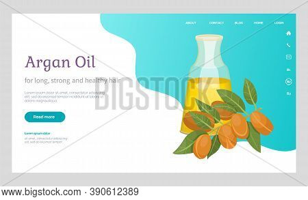 Glass Bottle Contains Golden Liquid Inside. Branch With Brown Nuts Of Argania. Text, Information Abo