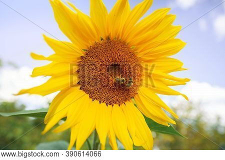 Sunflower With Green Bud Sunflower Blossom - Healthy Lifestyles, Ecology, Organic Farming, Smallhold
