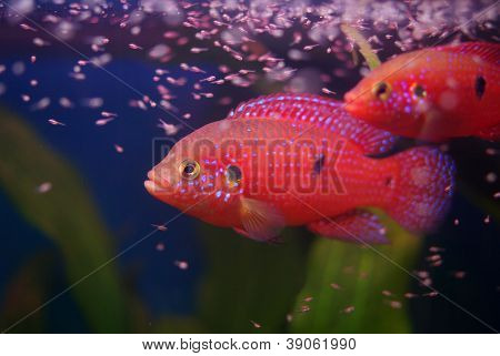 Chromis pielęgnic z Fry