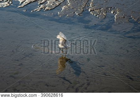 Little Egret (egretta Garzetta) Looking For Food On The Beach, Low Tide In Morgat (france)