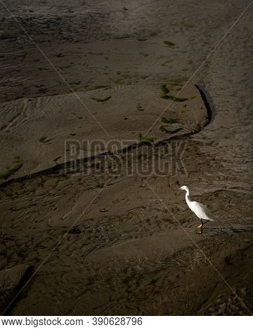 Little Egret (egretta Garzetta) Looking For Food On The Beach, Low Tide In Morgat (france)