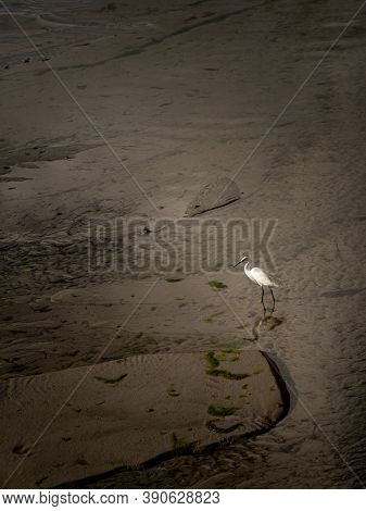 Little Egret (egretta Garzetta) Looking For Food On The Beach, Low Tide In Morgat (france)