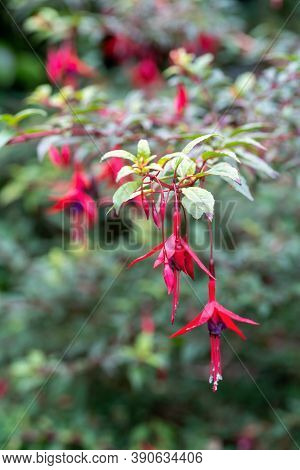 Hardy Fuchsia Blossoms In Summer. Close Up.
