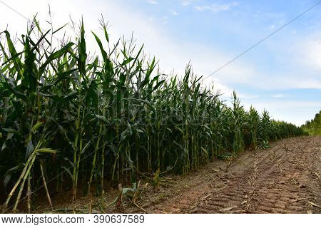 Young Corn Plants In A Field. Maize Or Sweetcorn Plants Background. Cornfield Texture. Agricultural 