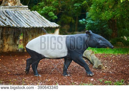 Malayan Tapir (tapirus Indicus) In Zoo In Paris, France