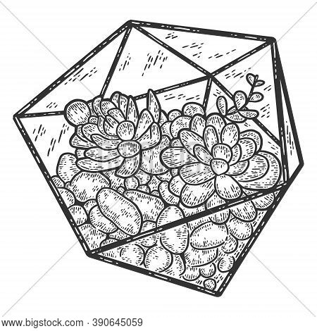 Succulent Plant, Glass Florarium Vase. Engraving Vector Illustration.